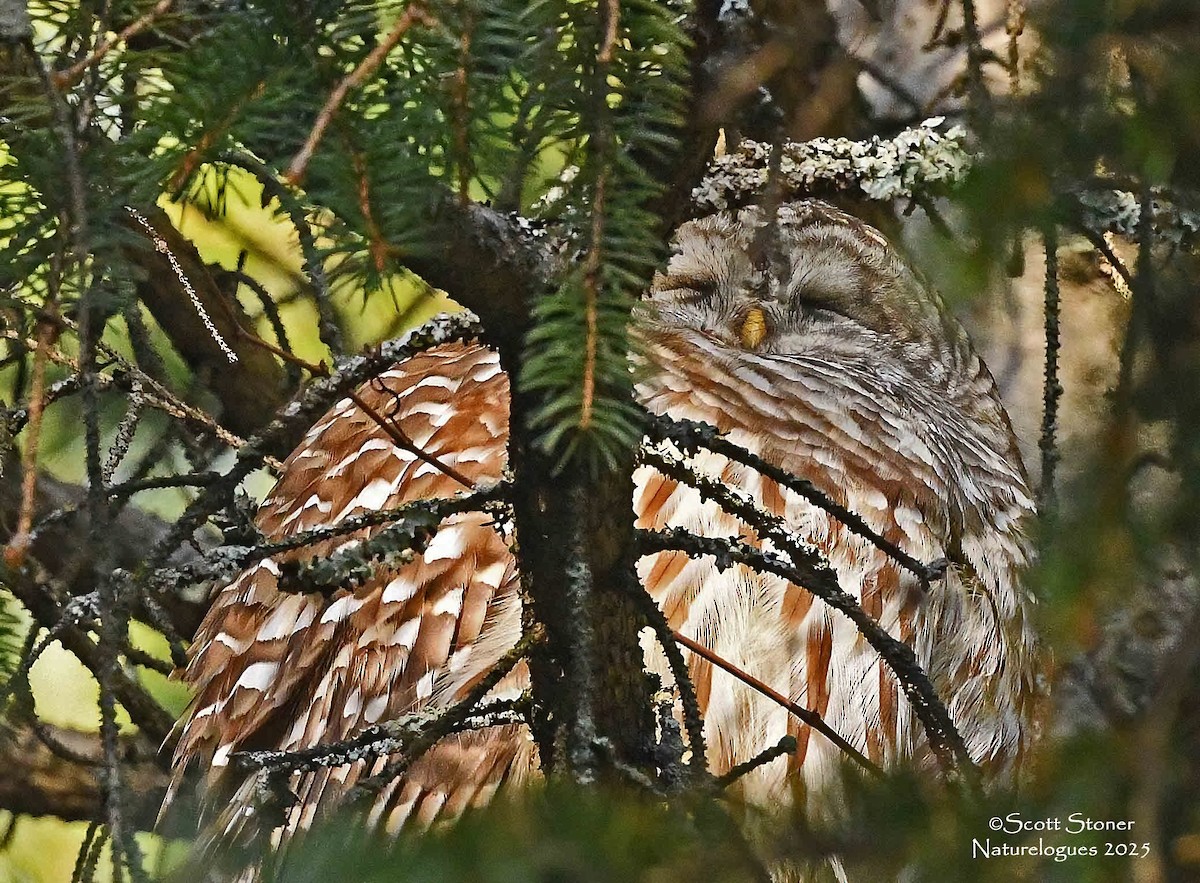 Barred Owl - ML645855266