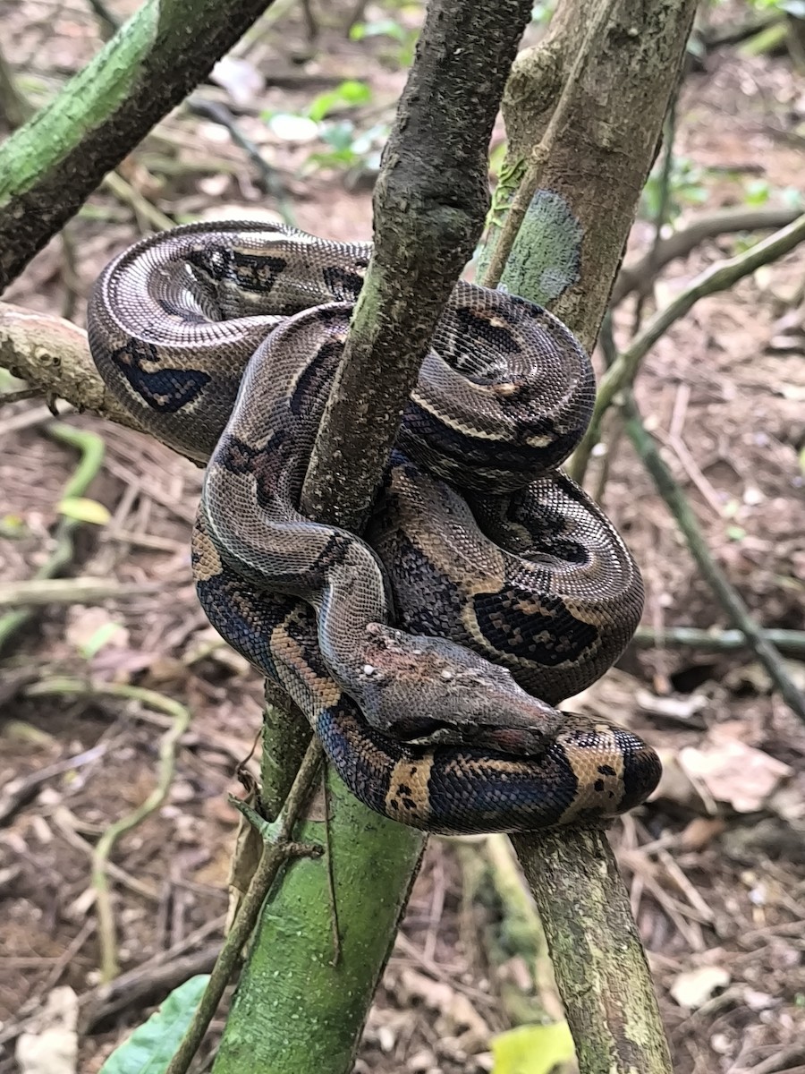 Central American Boa - ML645855276
