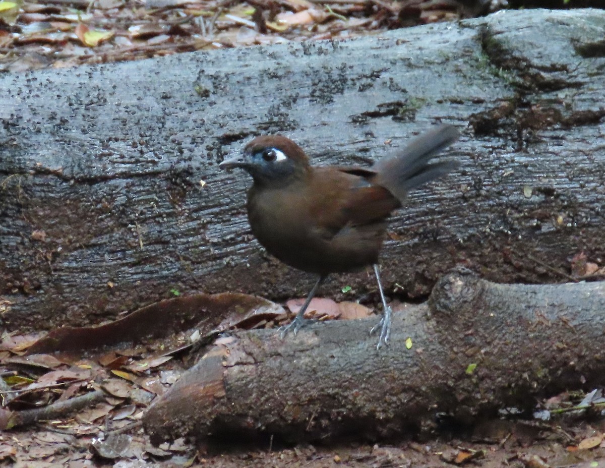 Blue-lored Antbird - ML645855282