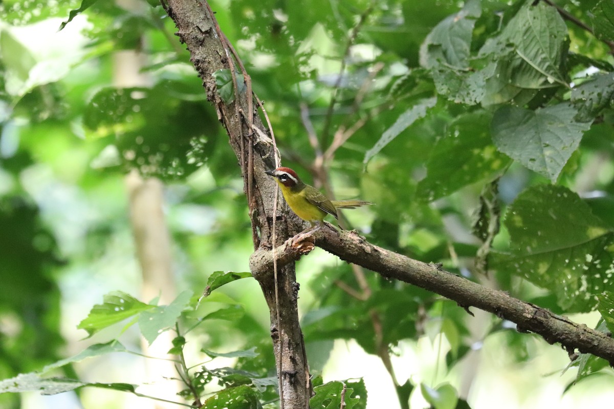 Chestnut-capped Warbler - ML645855283