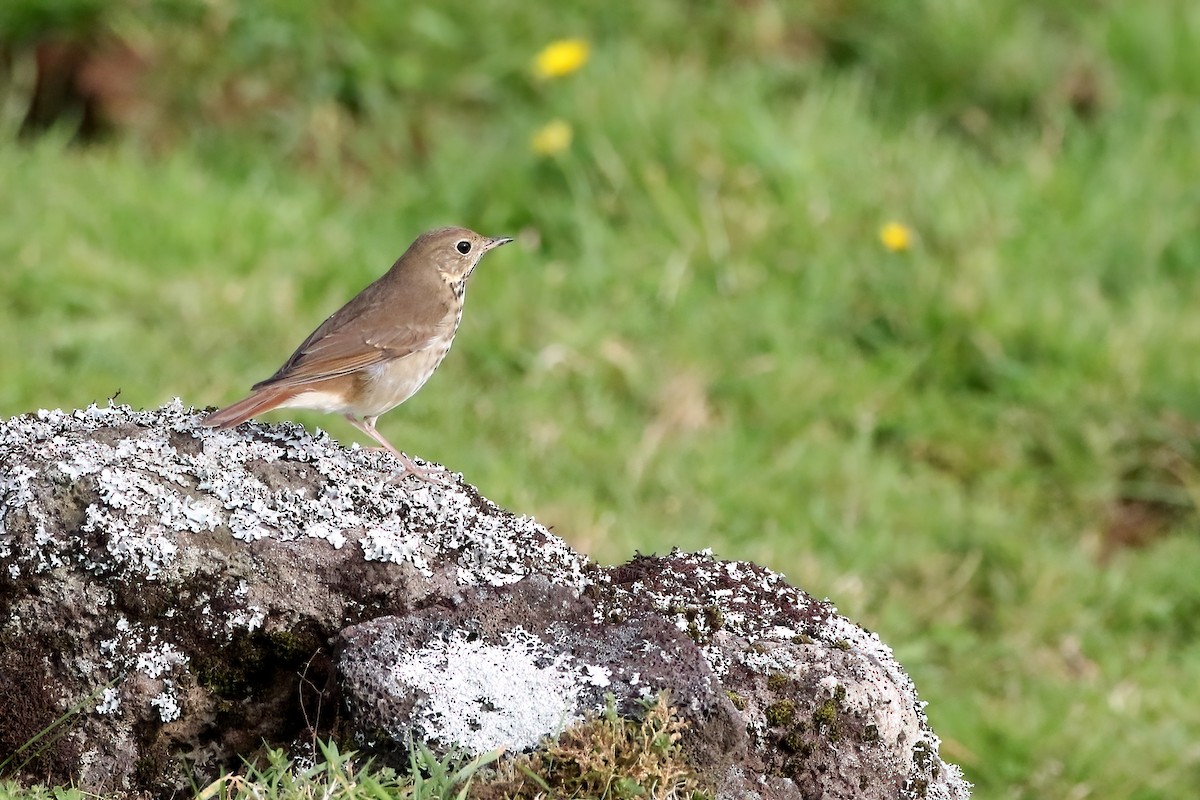 Hermit Thrush - ML645855288