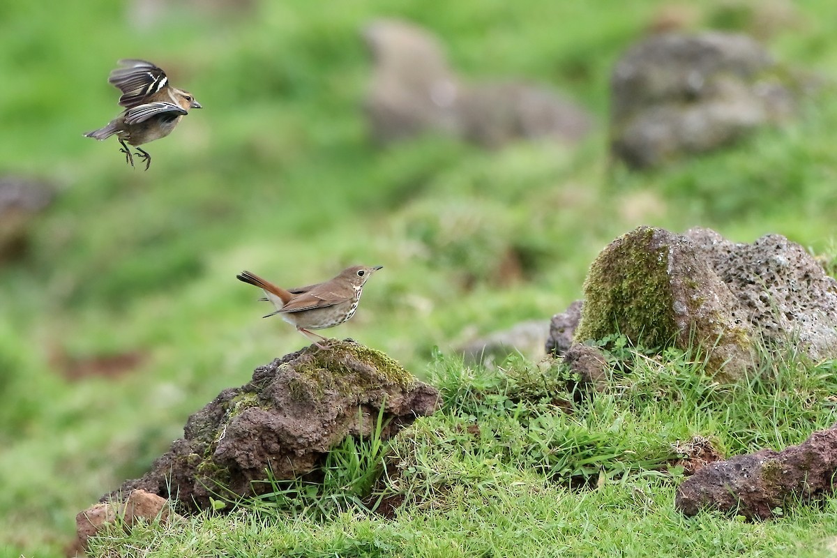 Tordo di Pallas - ML645855289