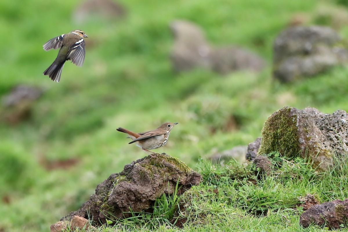 Tordo di Pallas - ML645855290