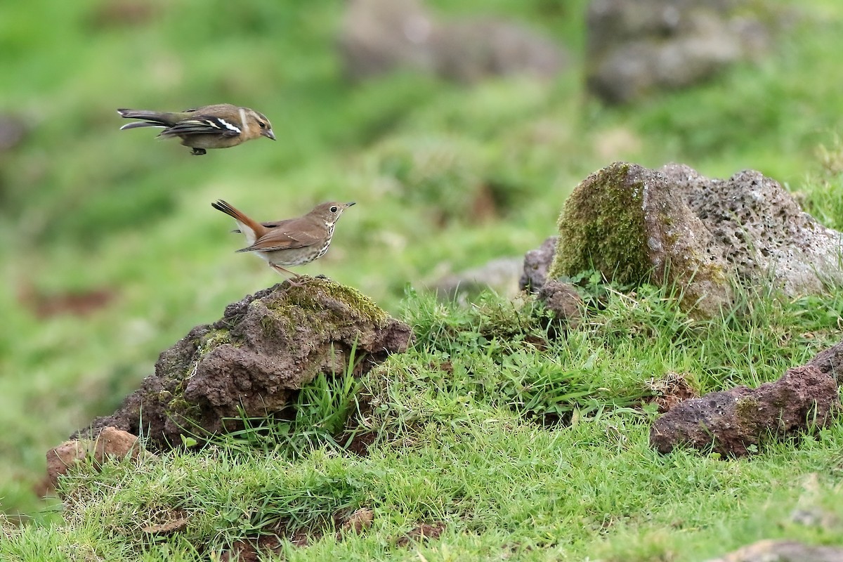 Tordo di Pallas - ML645855291