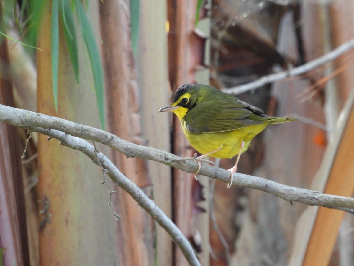 Reinita de Kentucky - ML645855304