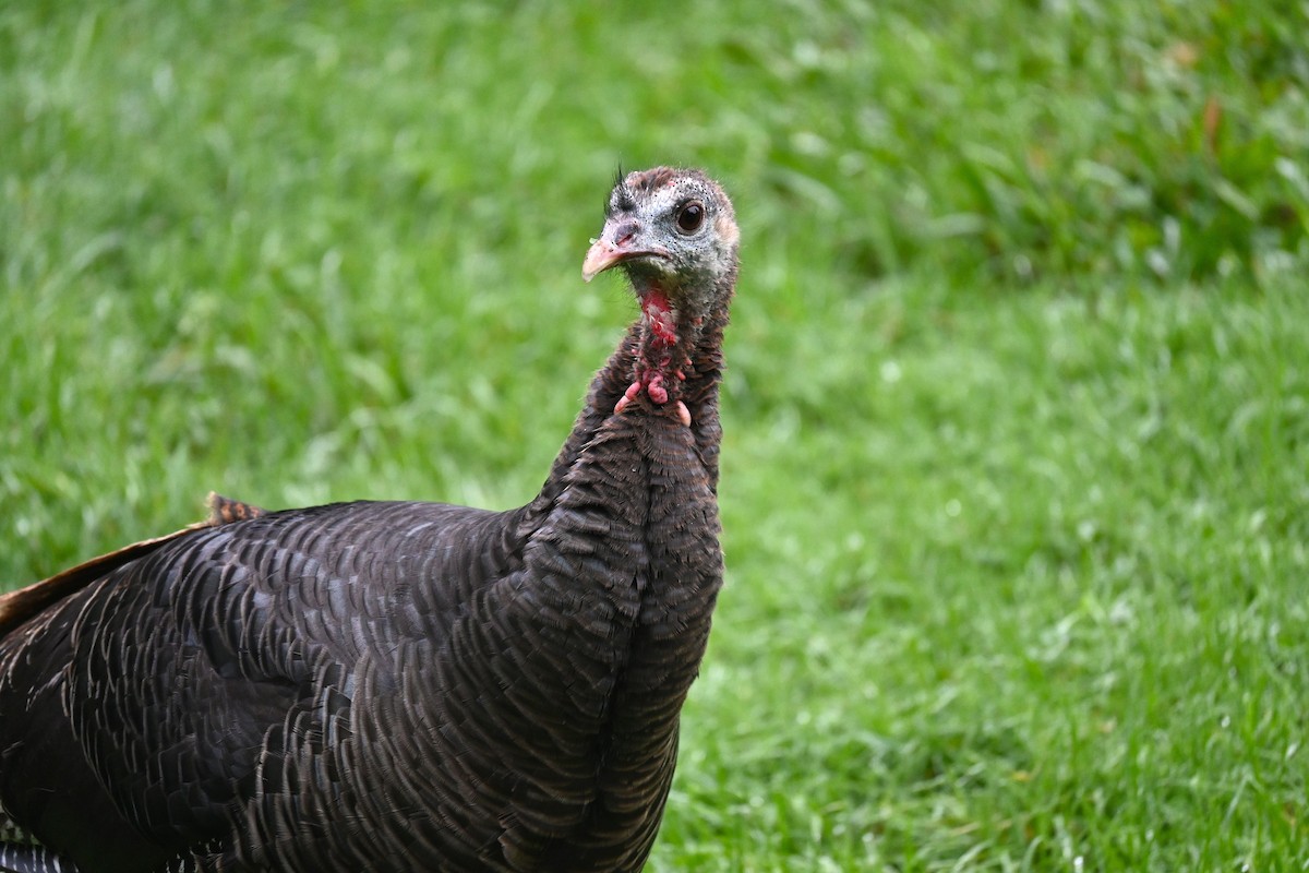 Wild Turkey - ML645855308