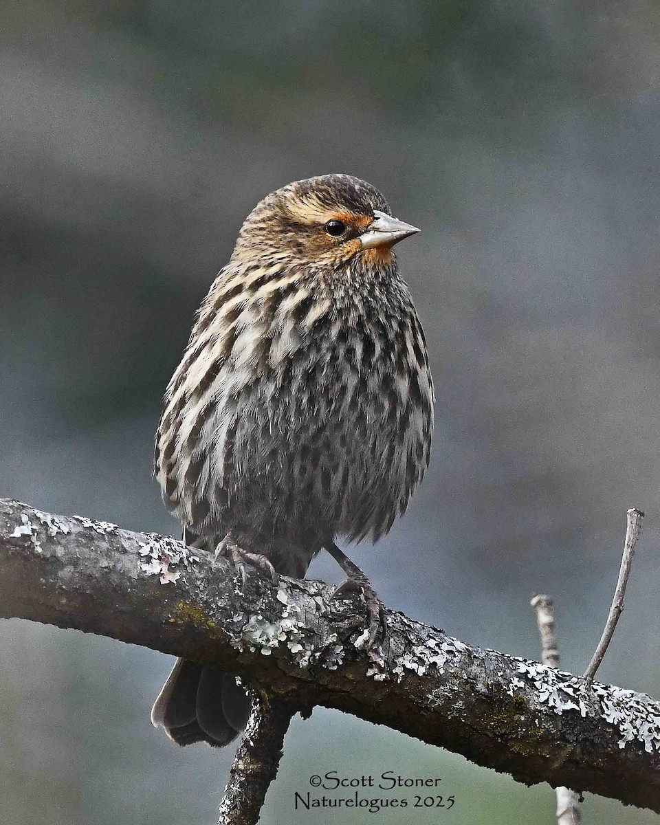 Red-winged Blackbird - ML645855311