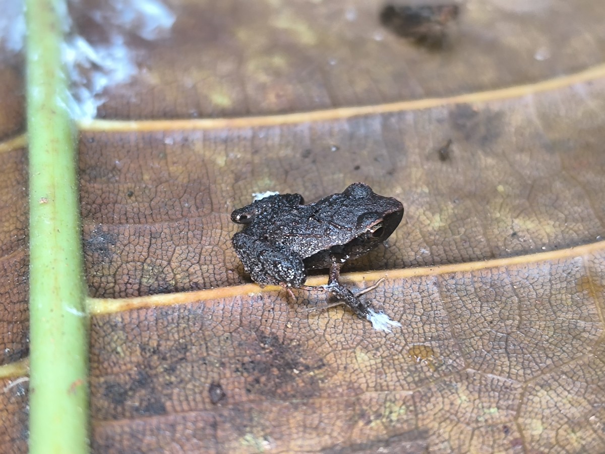 Stejneger's Robber Frog - ML645855315