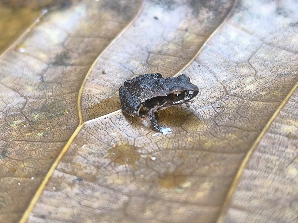 Stejneger's Robber Frog - ML645855316