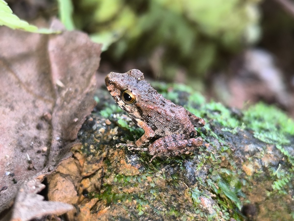 Fitzinger's Robber Frog - ML645855317
