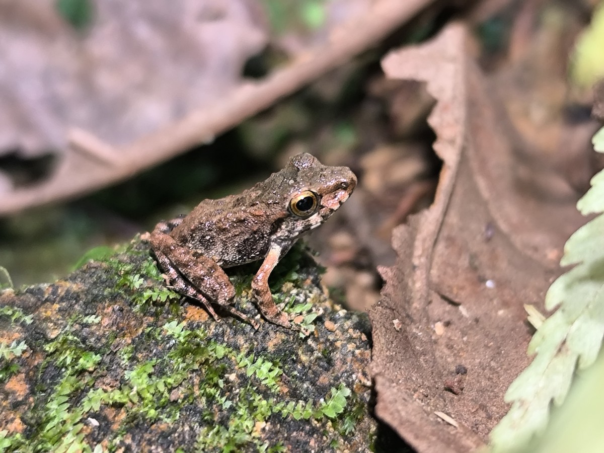 Fitzinger's Robber Frog - ML645855318