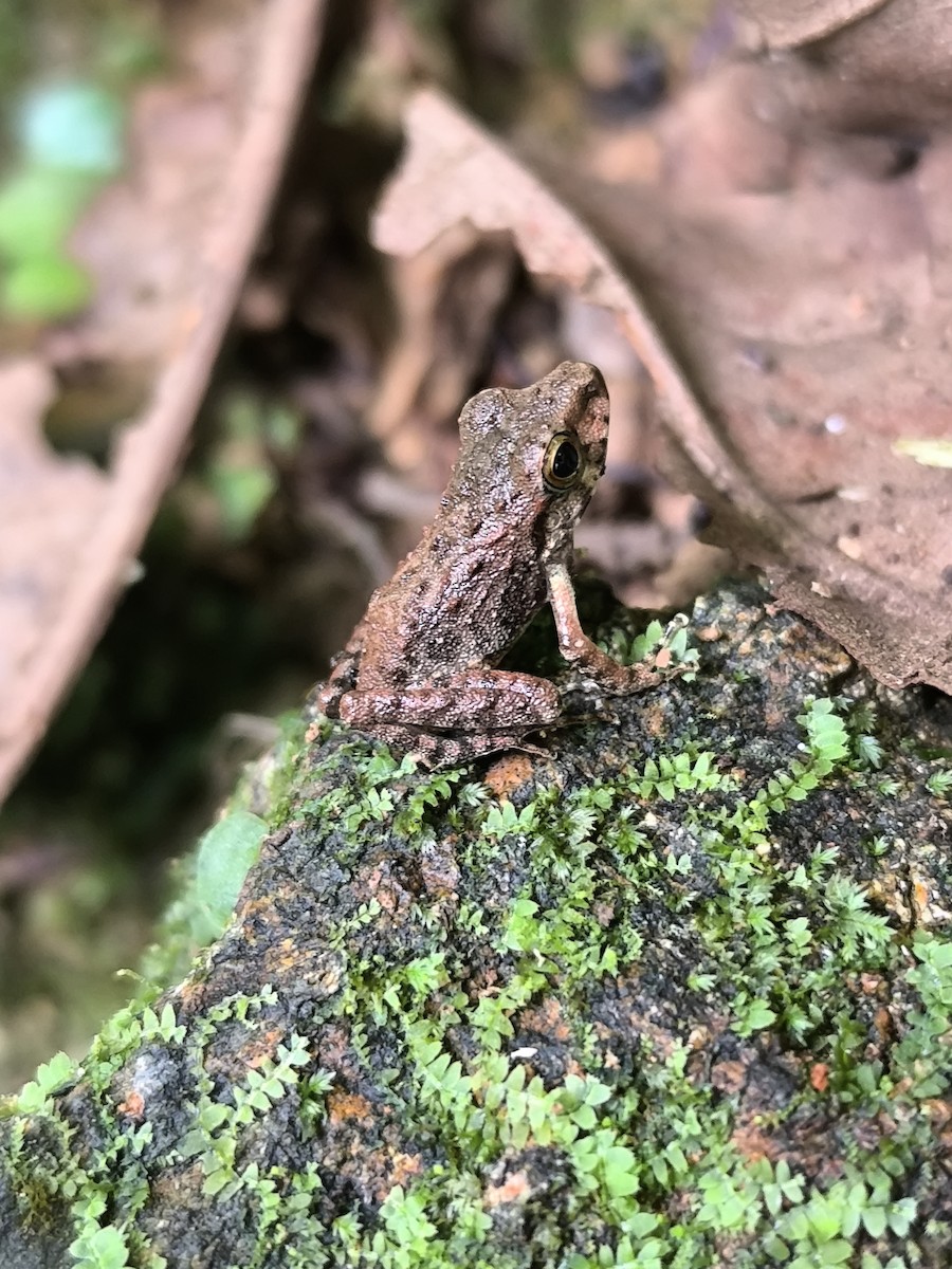 Fitzinger's Robber Frog - ML645855319