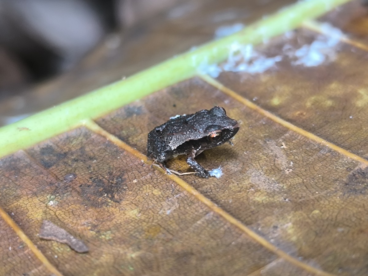 Stejneger's Robber Frog - ML645855320