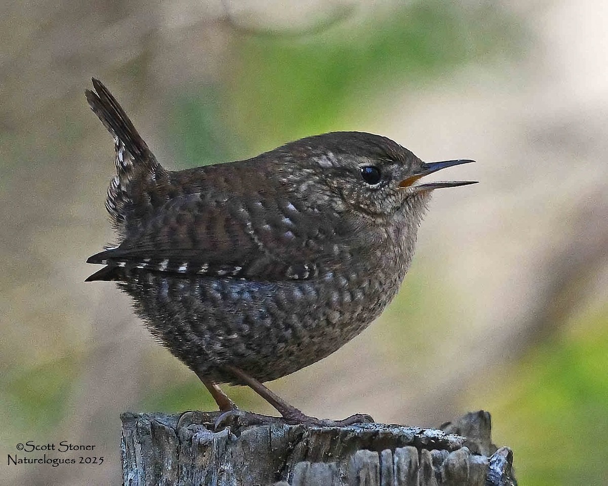 Winter Wren - ML645855330