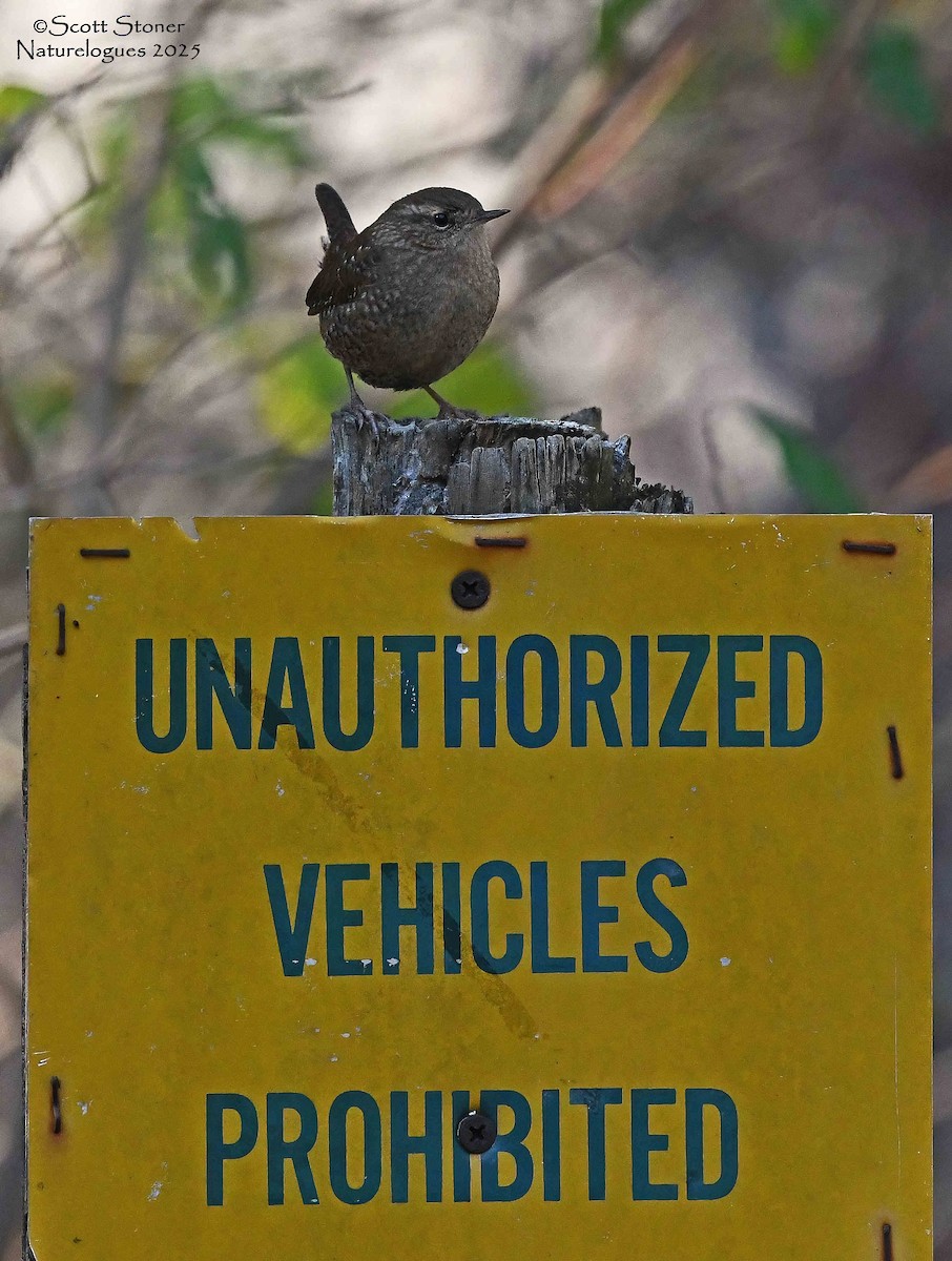 Winter Wren - ML645855331