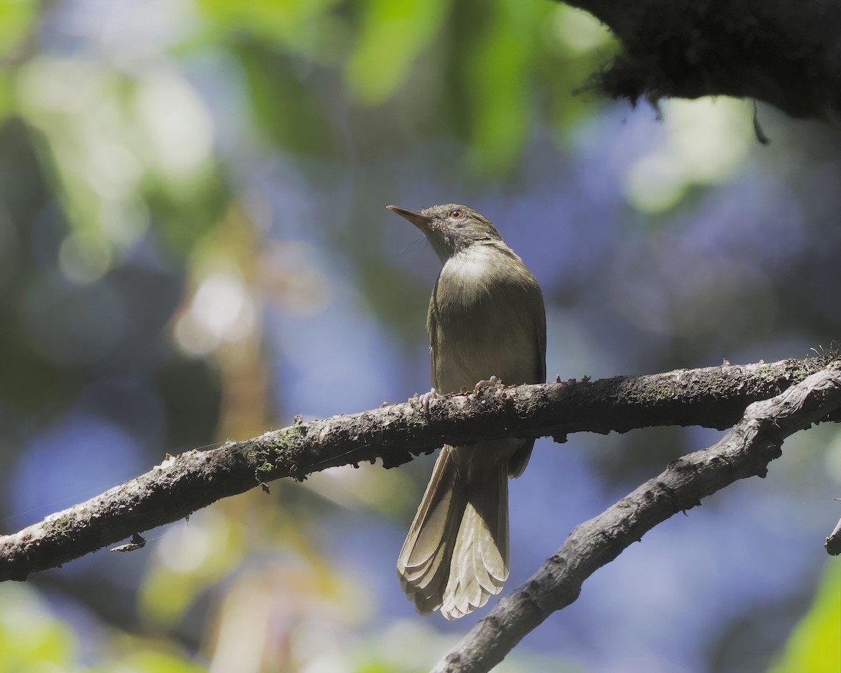 Toro Olive-Greenbul - ML645855334