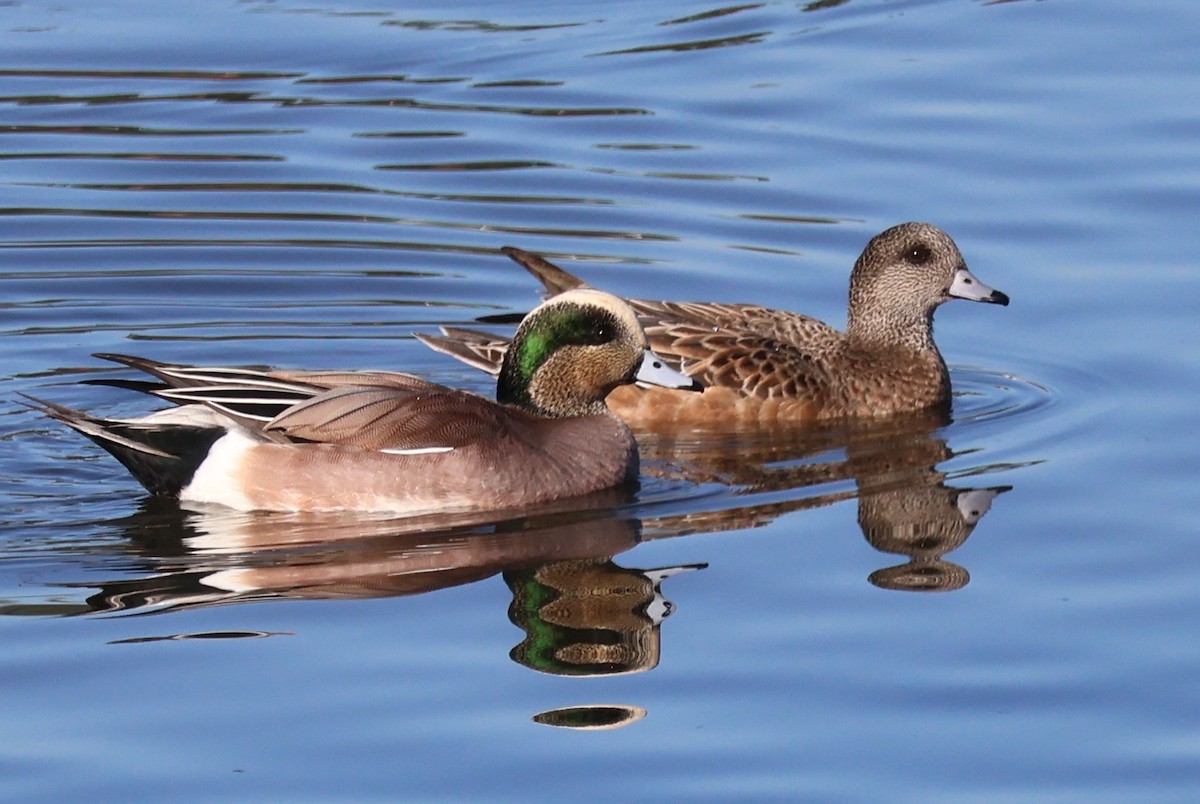 American Wigeon - ML645855337