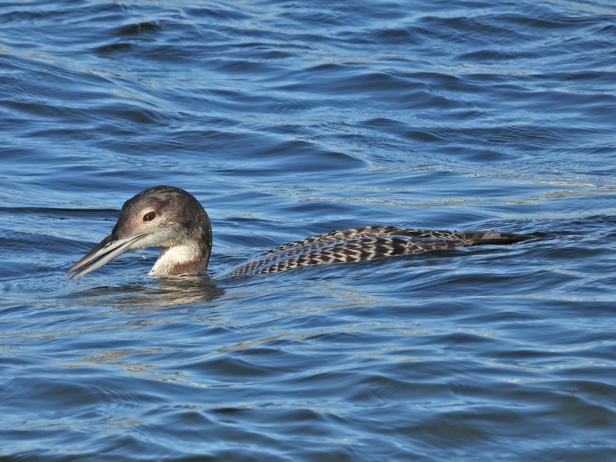 ハシグロアビ - ML645855349