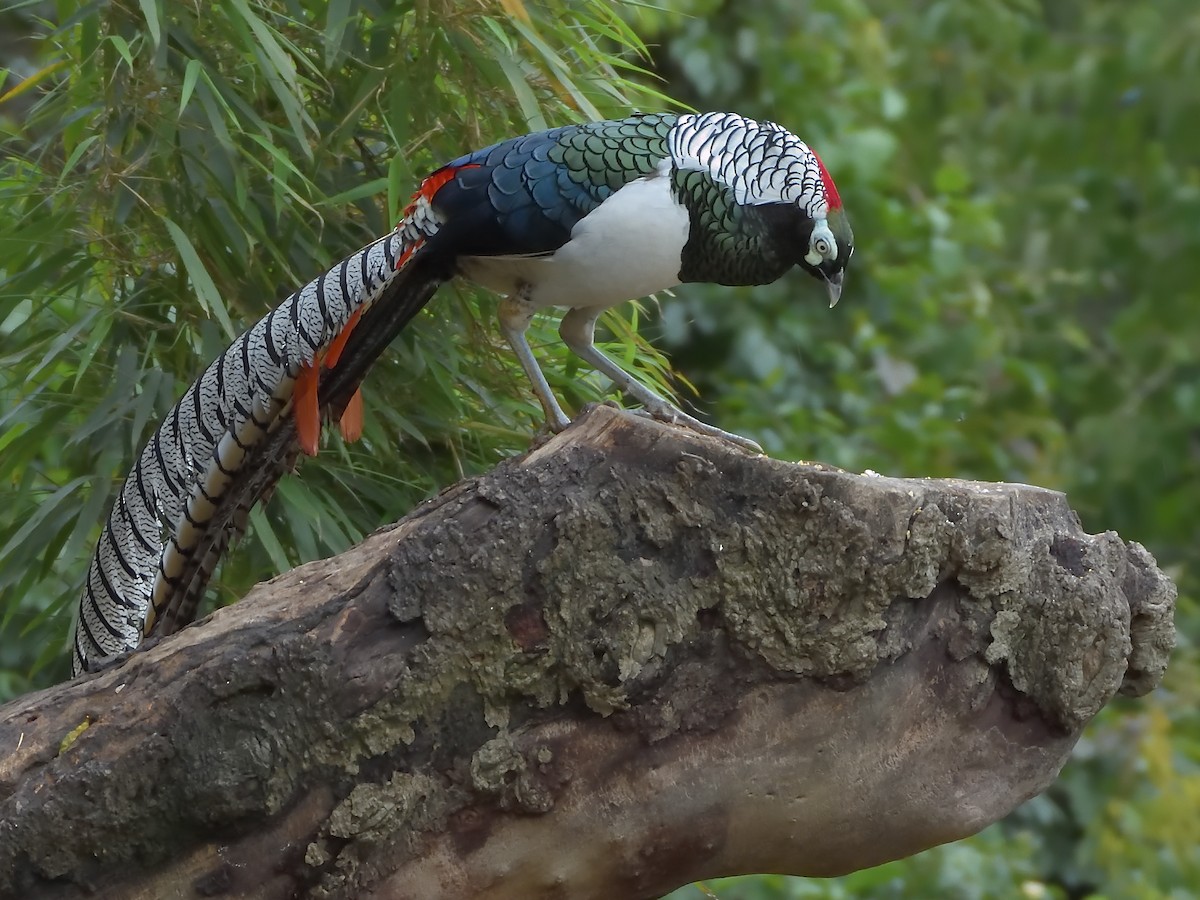 bažant diamantový - ML645855352