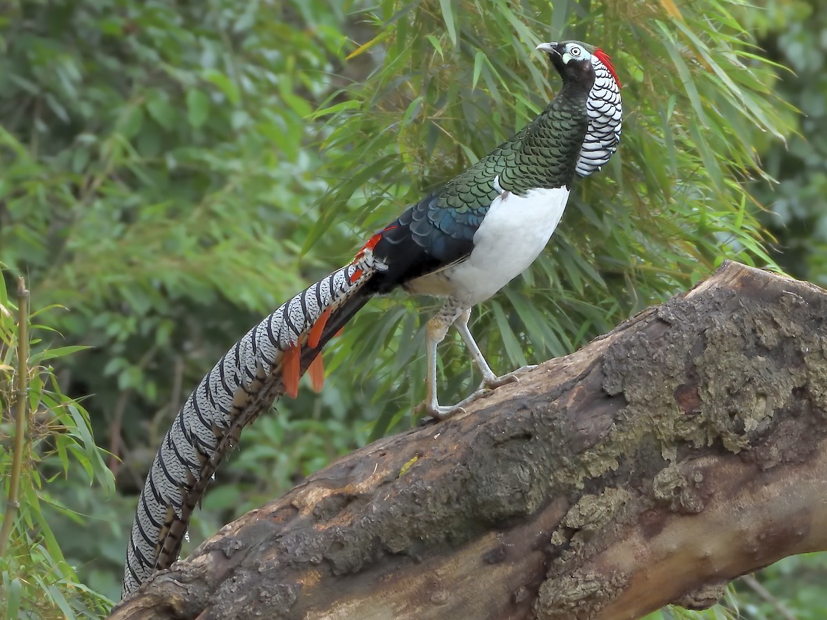 bažant diamantový - ML645855353