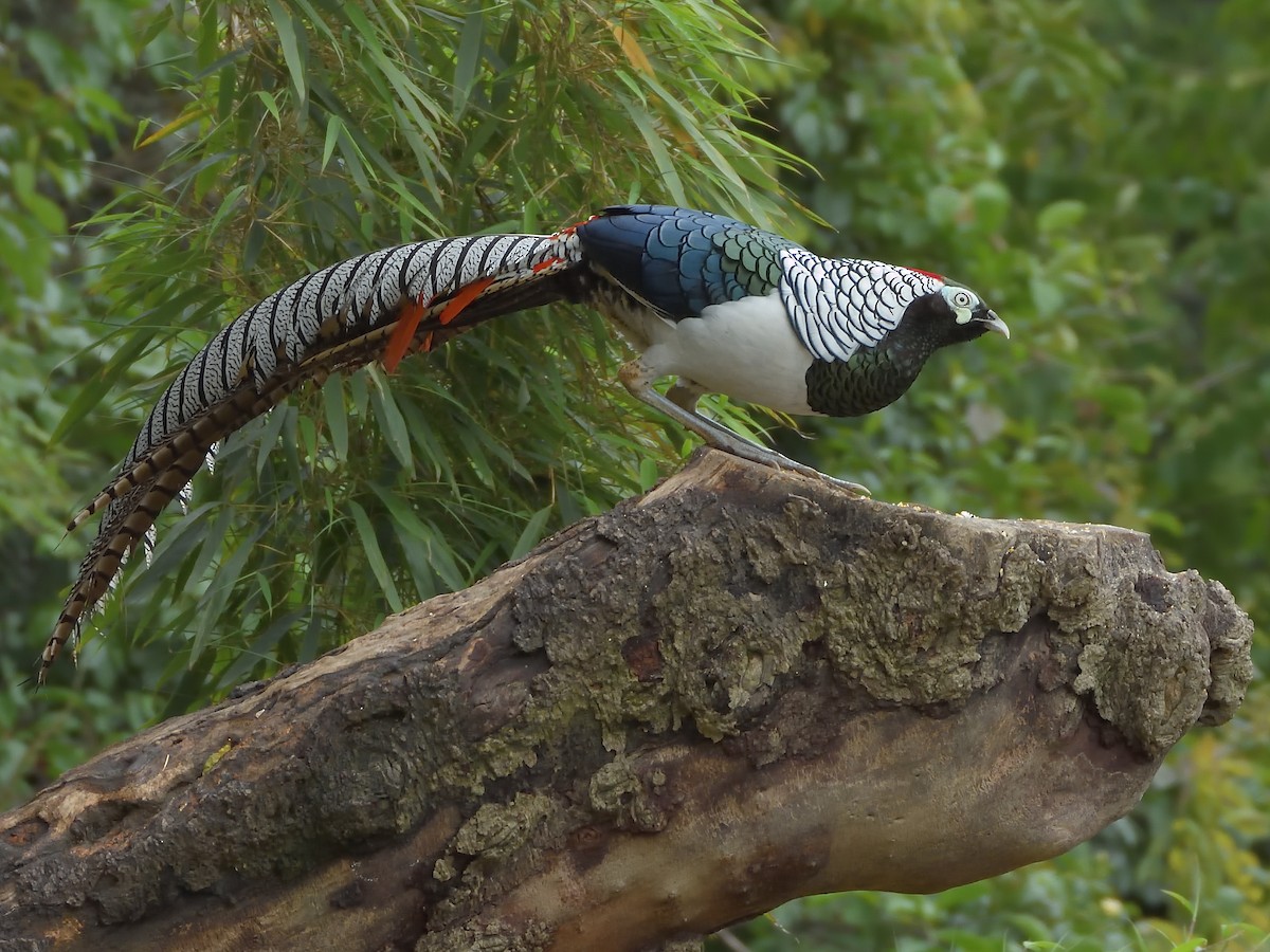 ギンケイ - ML645855354