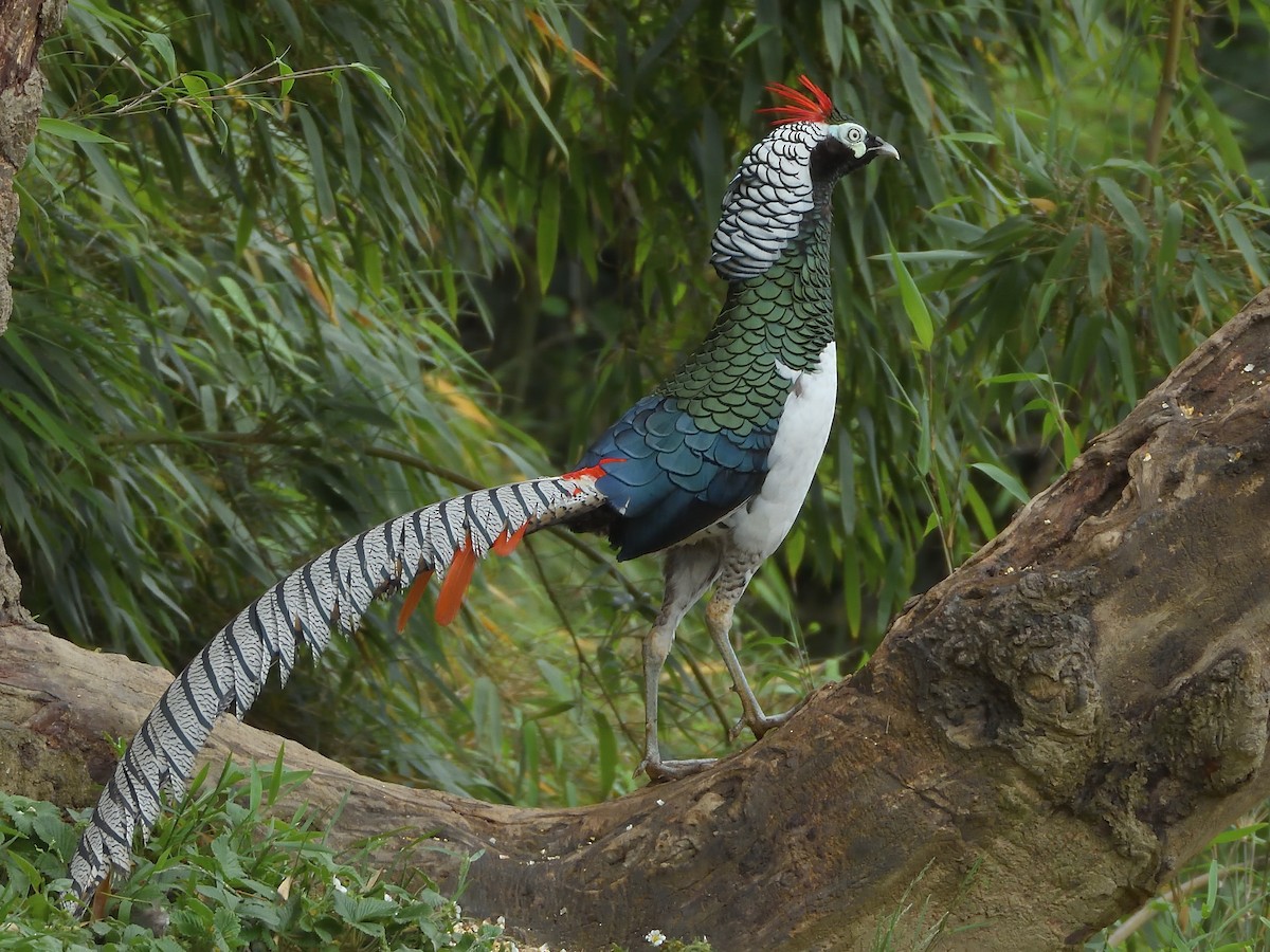 bažant diamantový - ML645855356