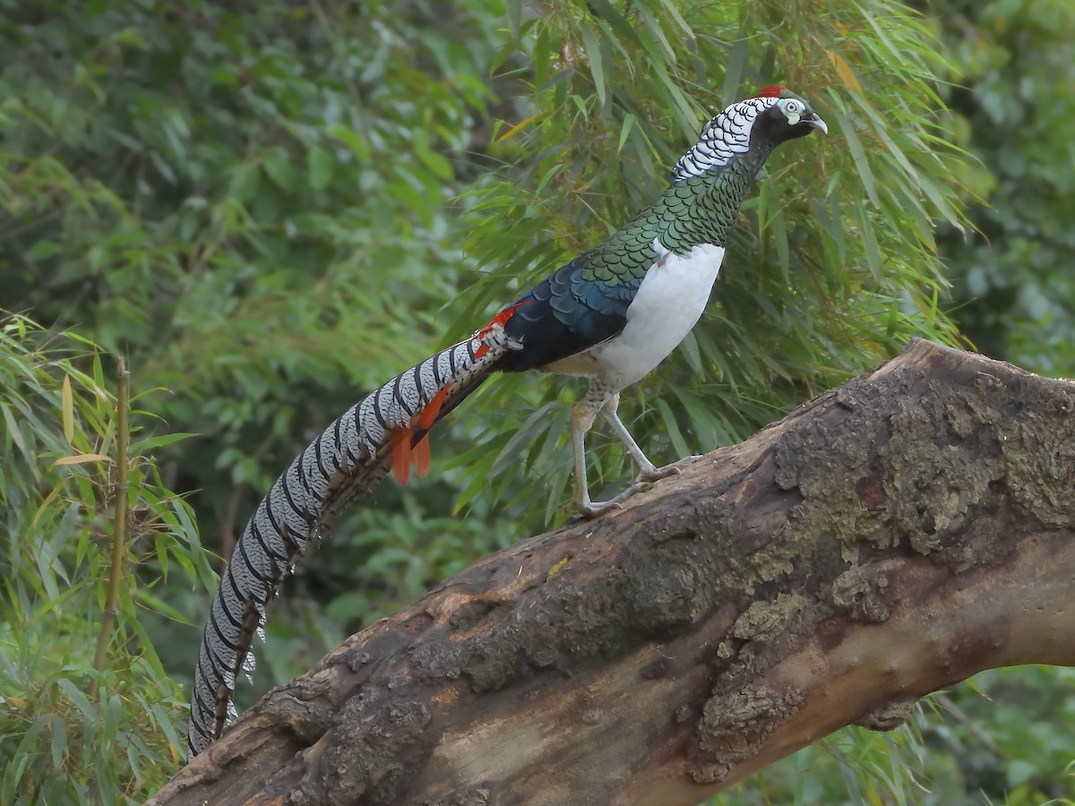 bažant diamantový - ML645855357