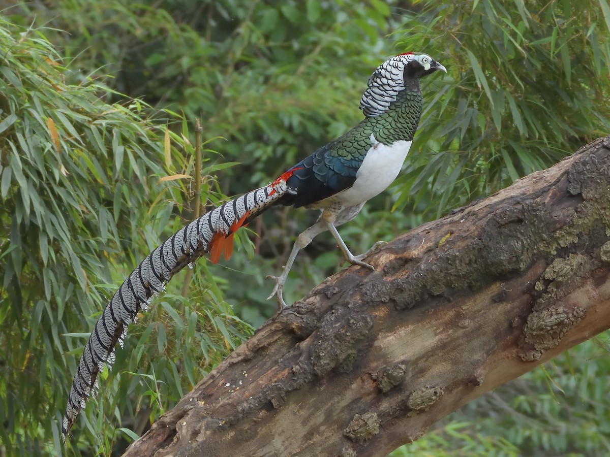 ギンケイ - ML645855359