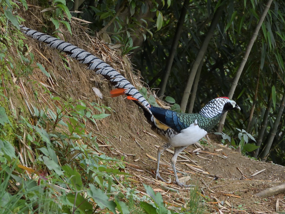 ギンケイ - ML645855366