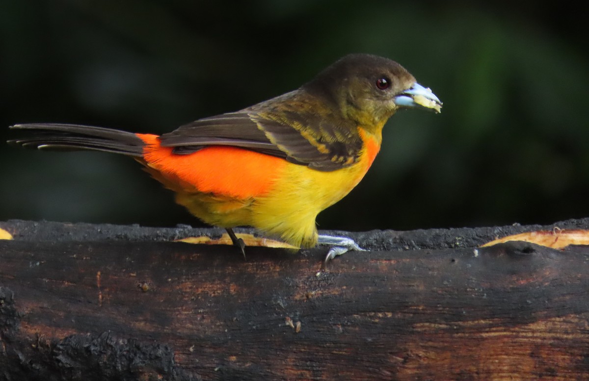 Flame-rumped Tanager - ML645855367