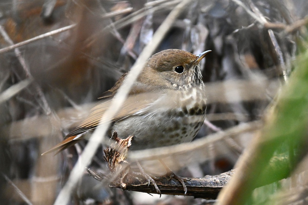 Hermit Thrush - ML645855368