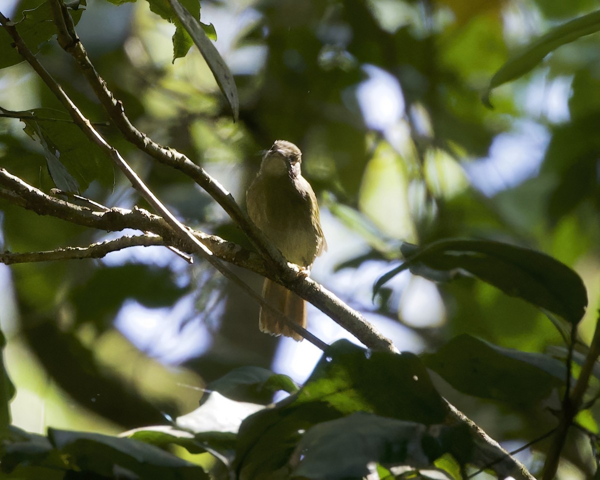 Toro Olive-Greenbul - ML645855373