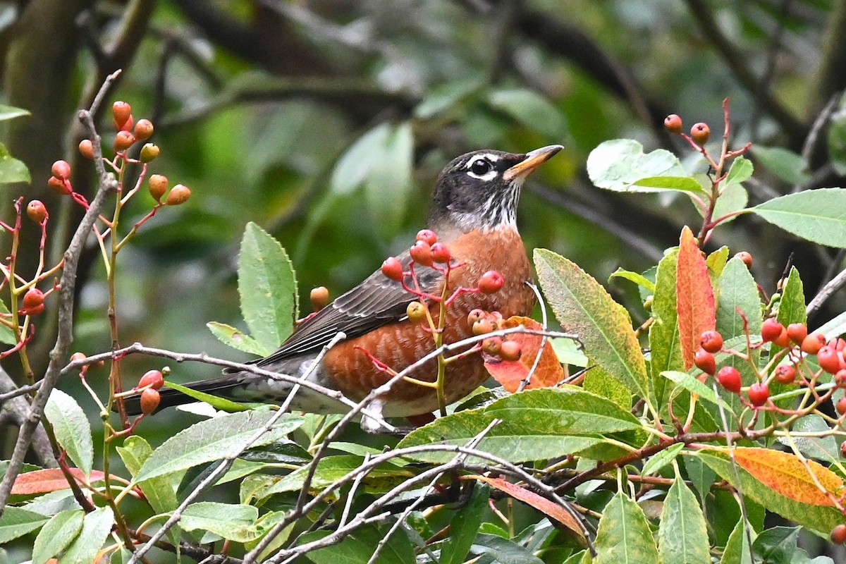 コマツグミ - ML645855374