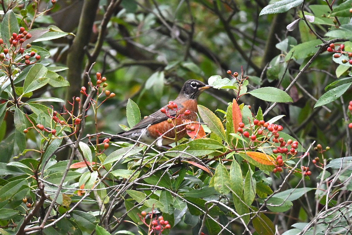 コマツグミ - ML645855375