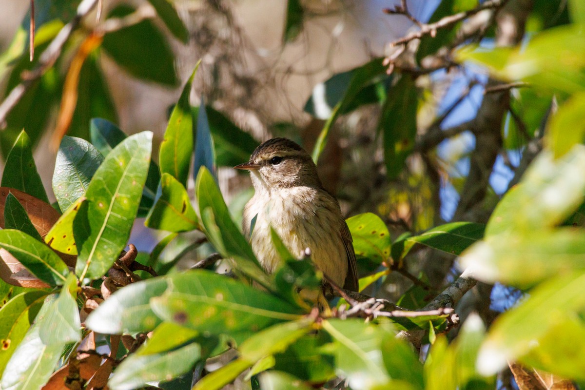 ヤシアメリカムシクイ - ML645855376