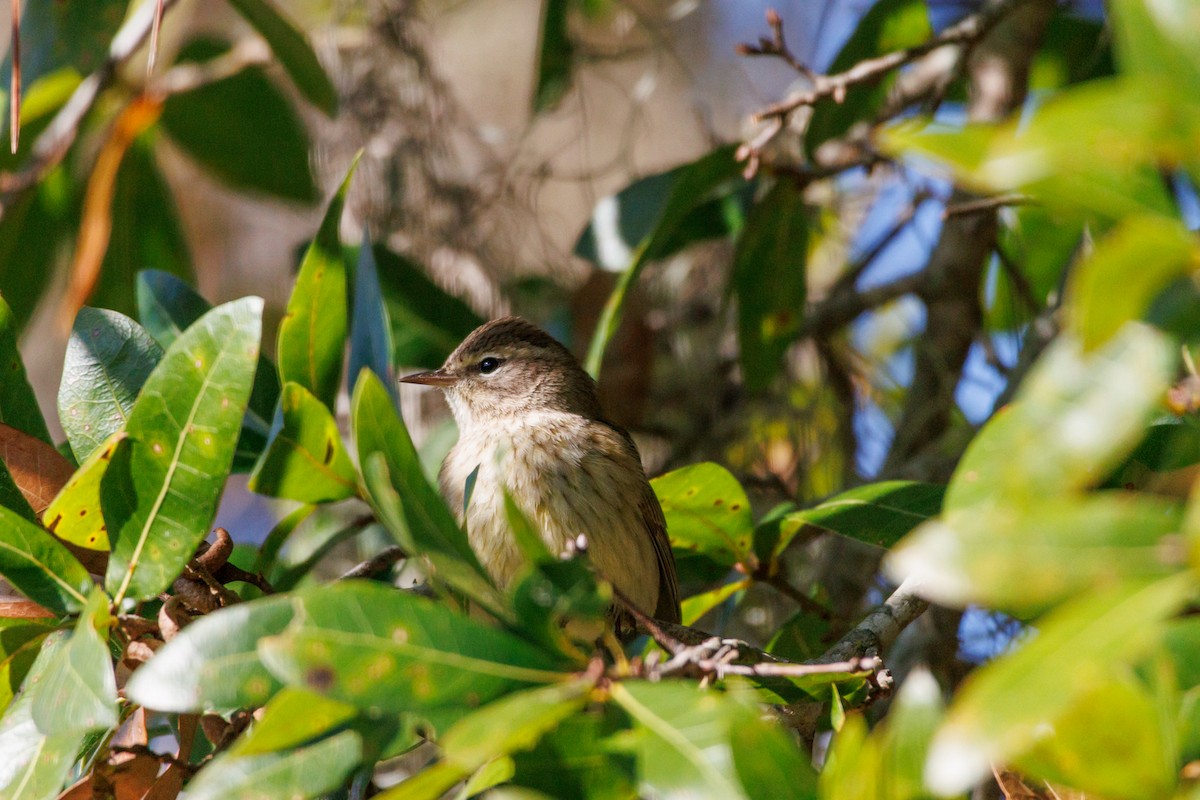 ヤシアメリカムシクイ - ML645855377