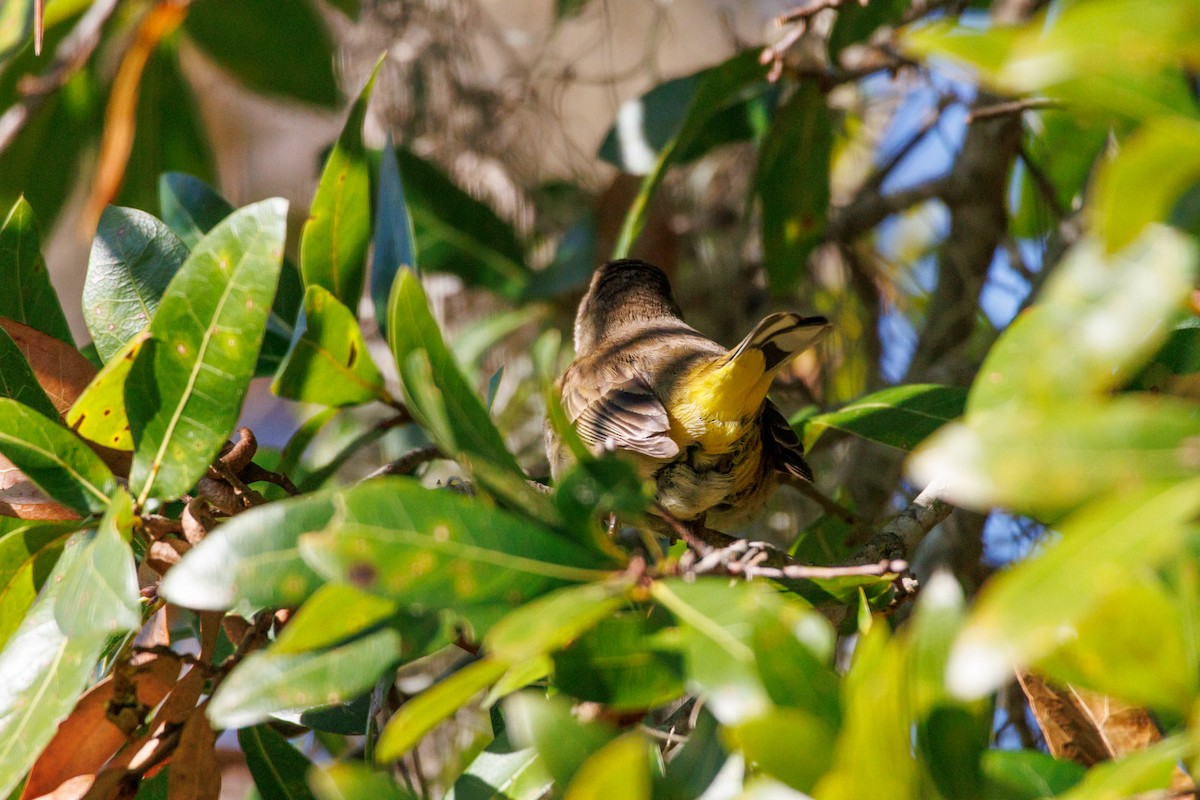 ヤシアメリカムシクイ - ML645855378