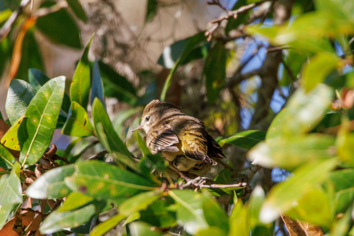 ヤシアメリカムシクイ - ML645855379