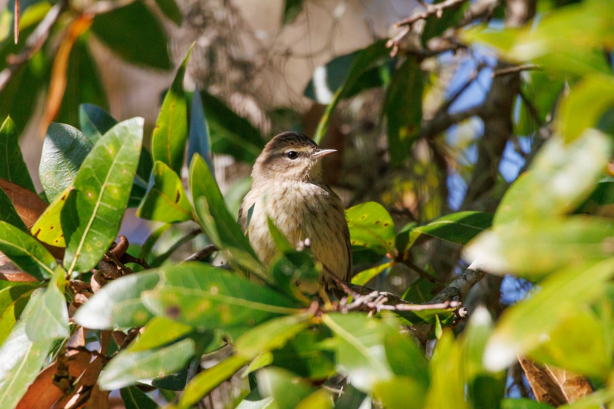 ヤシアメリカムシクイ - ML645855380