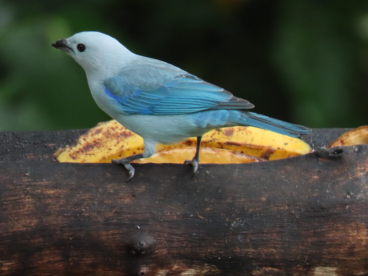 ソライロフウキンチョウ - ML645855381