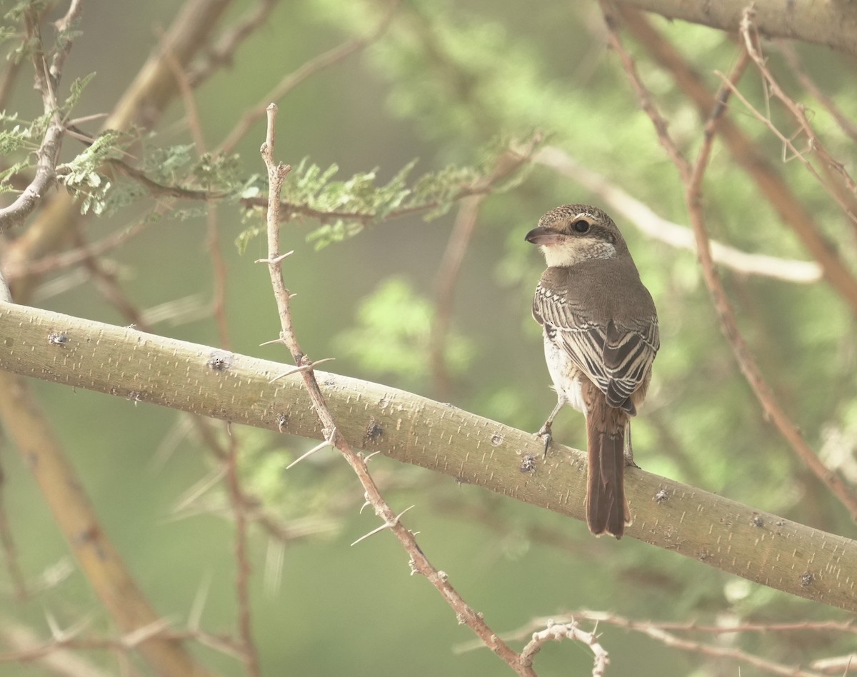 アカオモズ - ML645855383