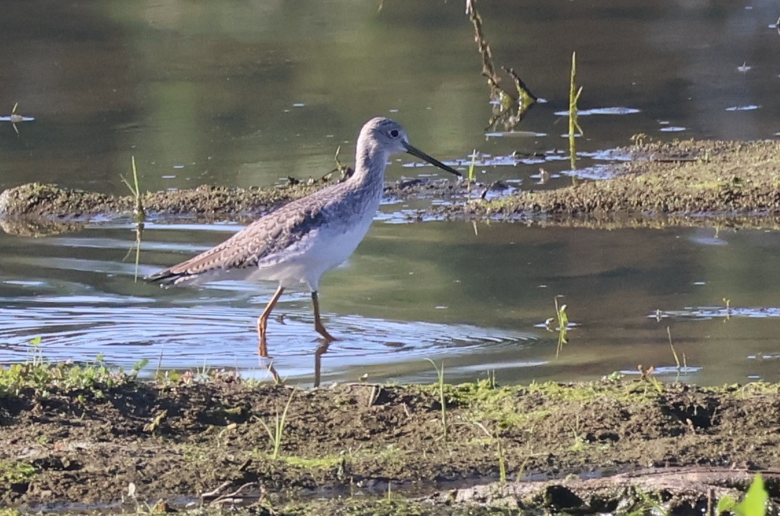 オオキアシシギ - ML645855384