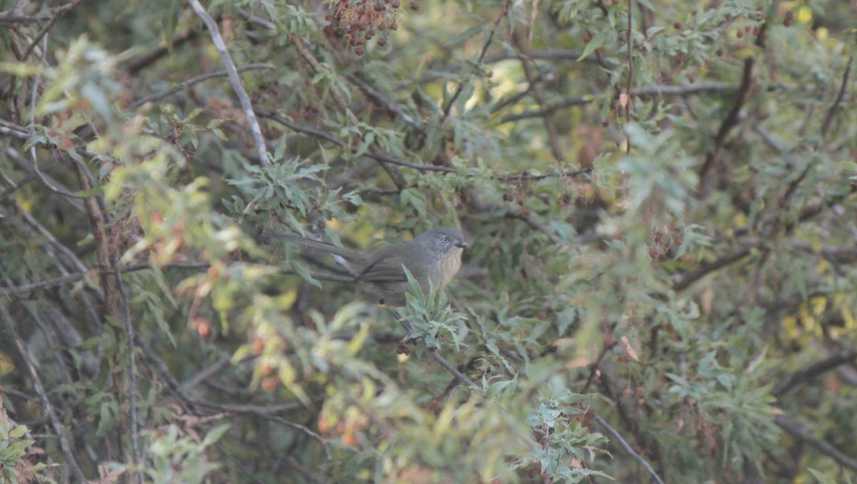 ミソサザイモドキ - ML645855385