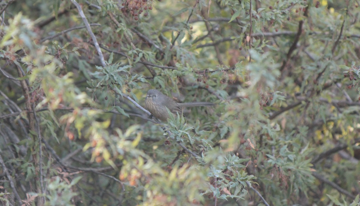 ミソサザイモドキ - ML645855386