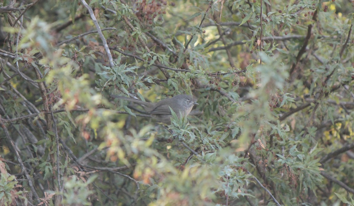 ミソサザイモドキ - ML645855387