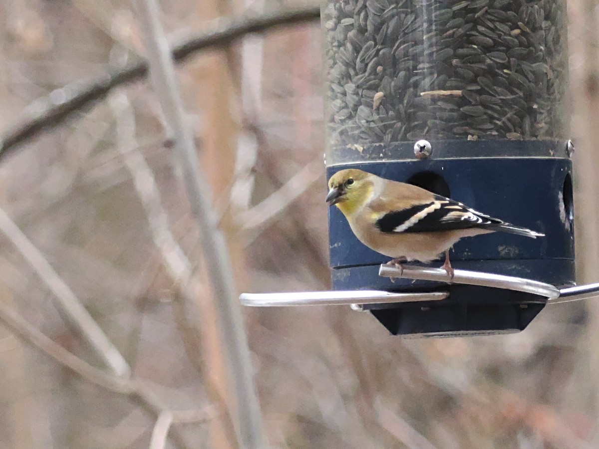 オウゴンヒワ - ML645855388