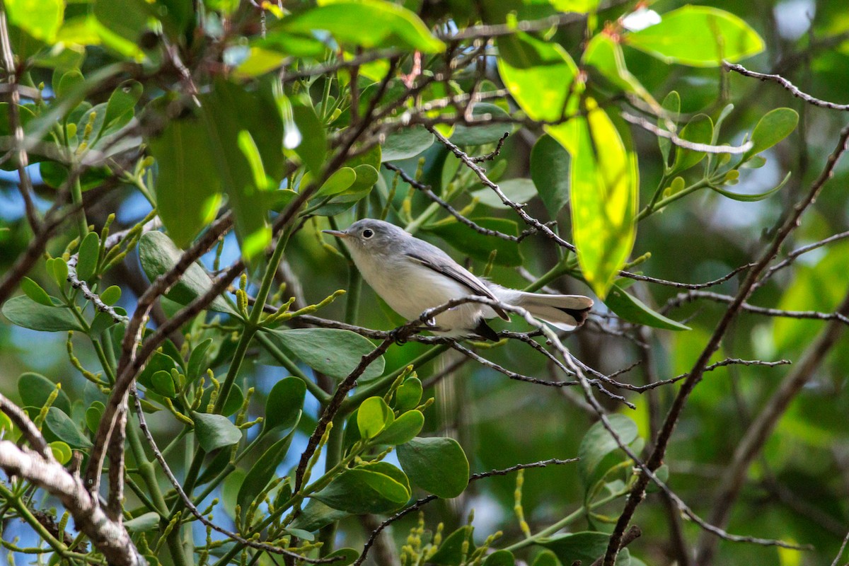 ブユムシクイ - ML645855389