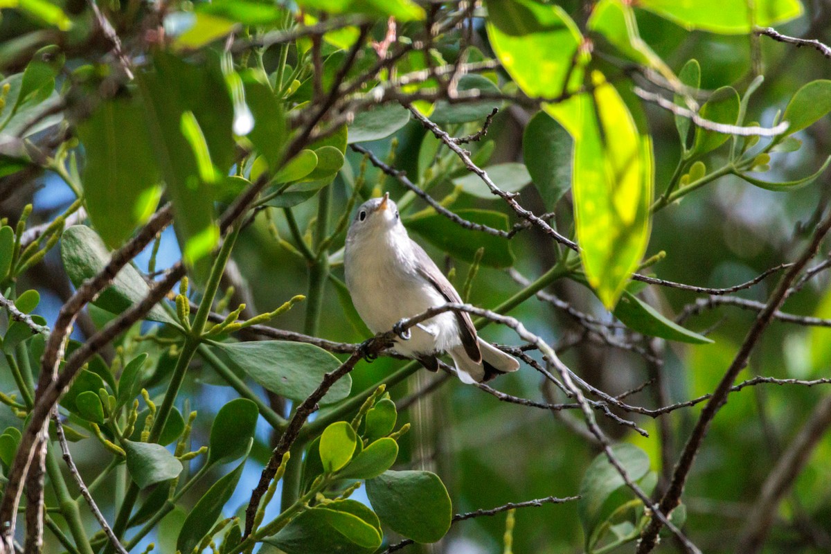 ブユムシクイ - ML645855390