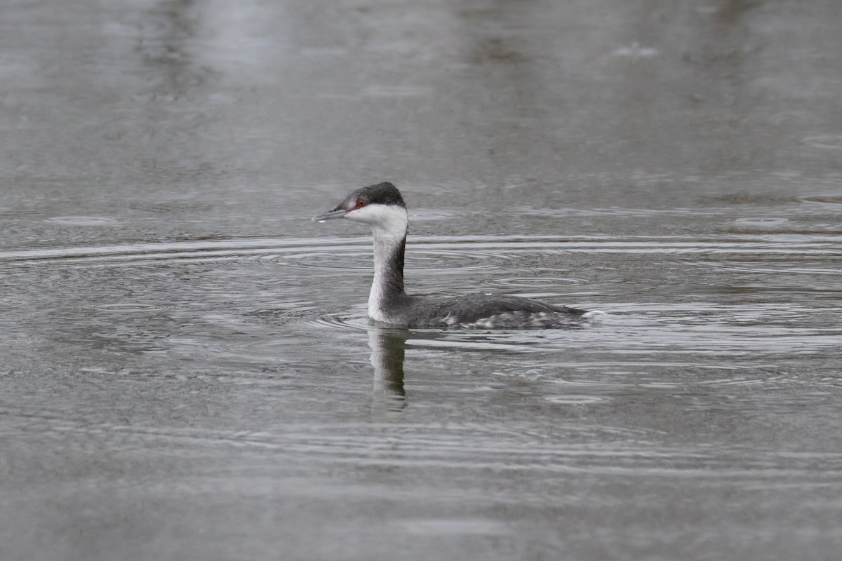 ミミカイツブリ - ML645855391