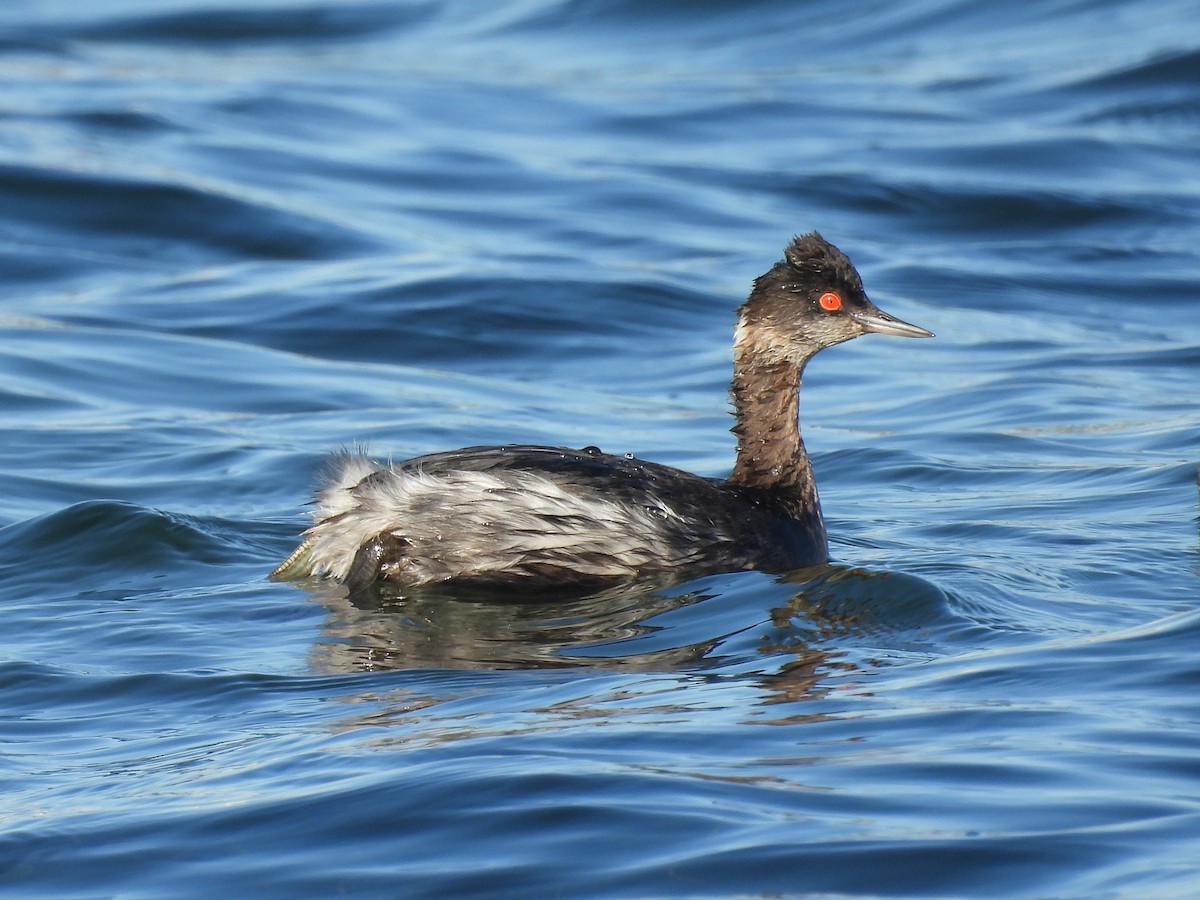 Grèbe à cou noir - ML645855392